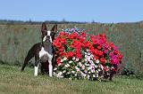 BOSTON TERRIER 054